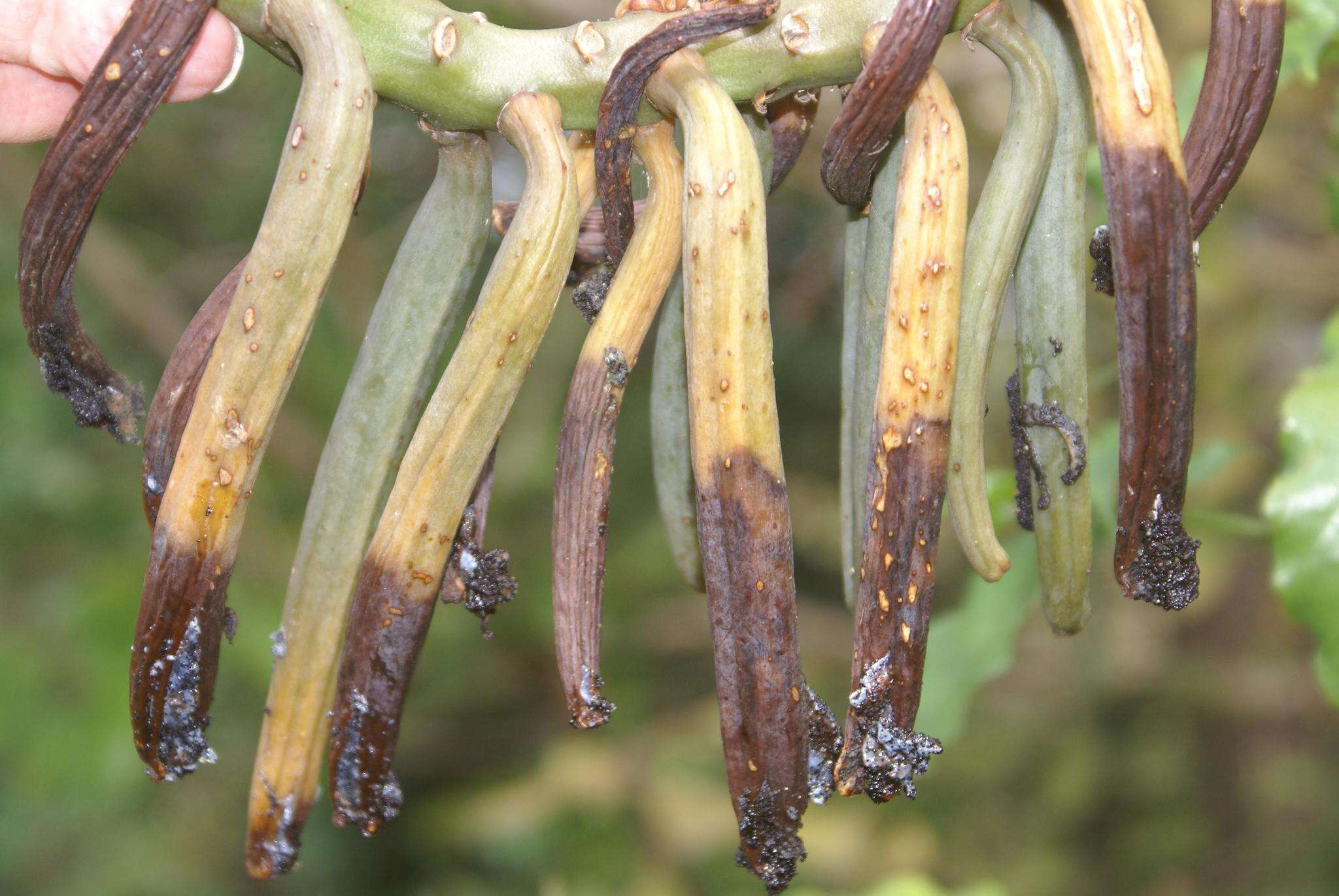 Image of Vanilla roscheri Rchb. fil.