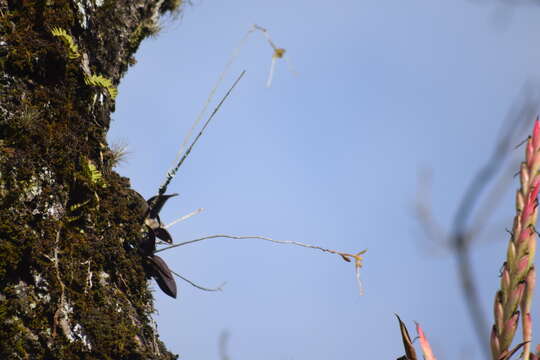 Image of Epidendrum longipetalum A. Rich. & Galeotti