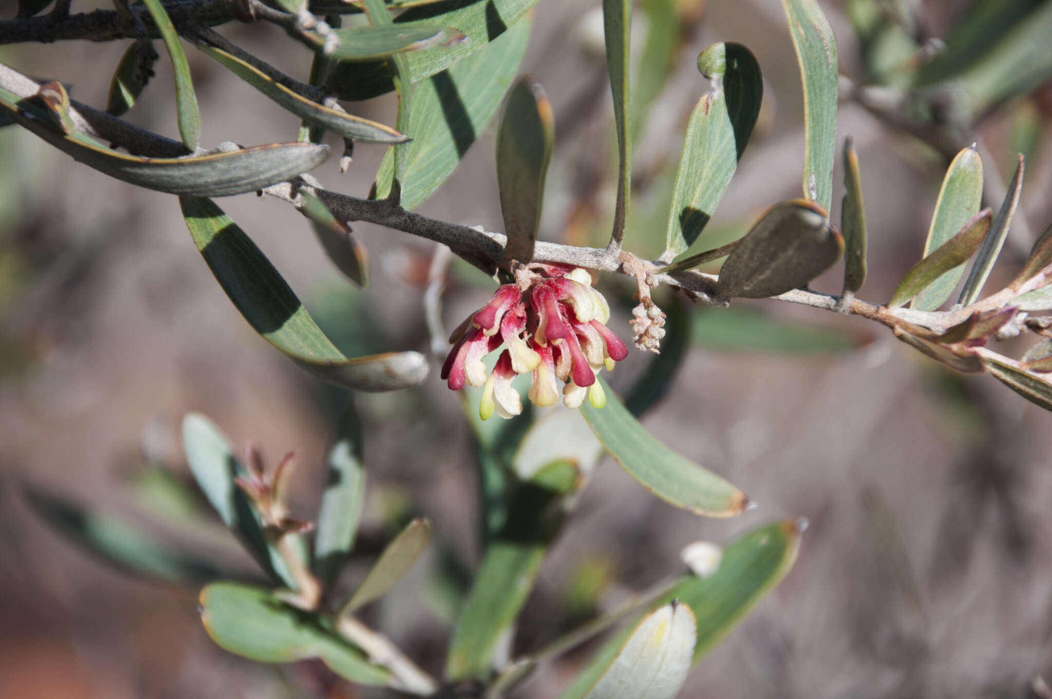 Image of Grevillea aspera R. Br.