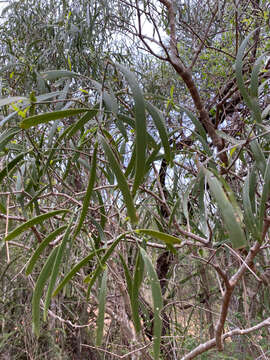 Image of Salvadora angustifolia Turrill