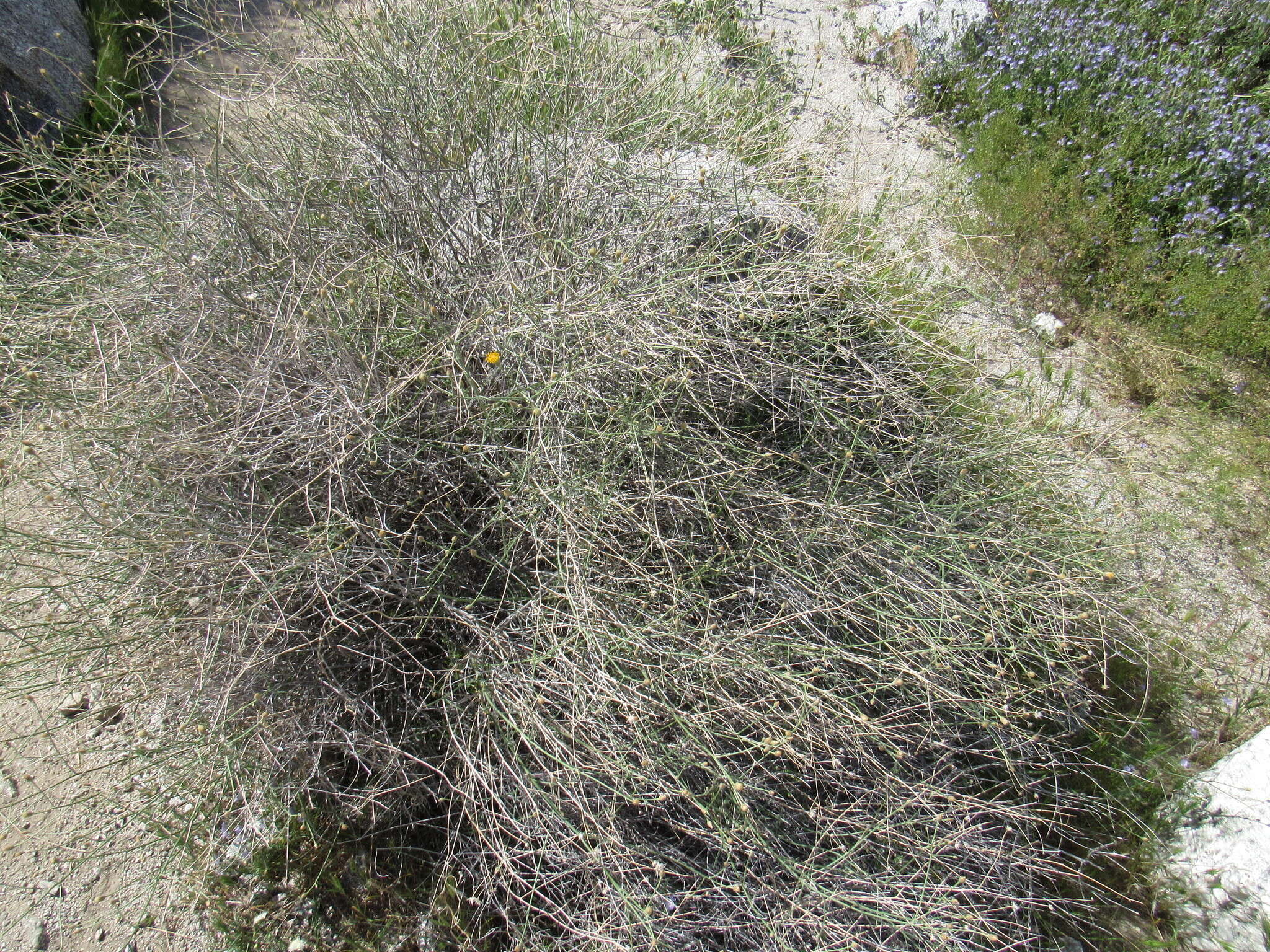 Image of sweetbush