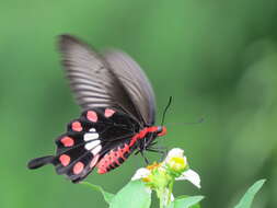 Image of Common Rose Butterfly