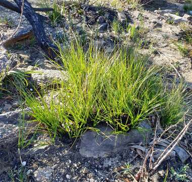 Image of Gahnia microstachya Benth.