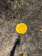 Image of Weed's mariposa lily