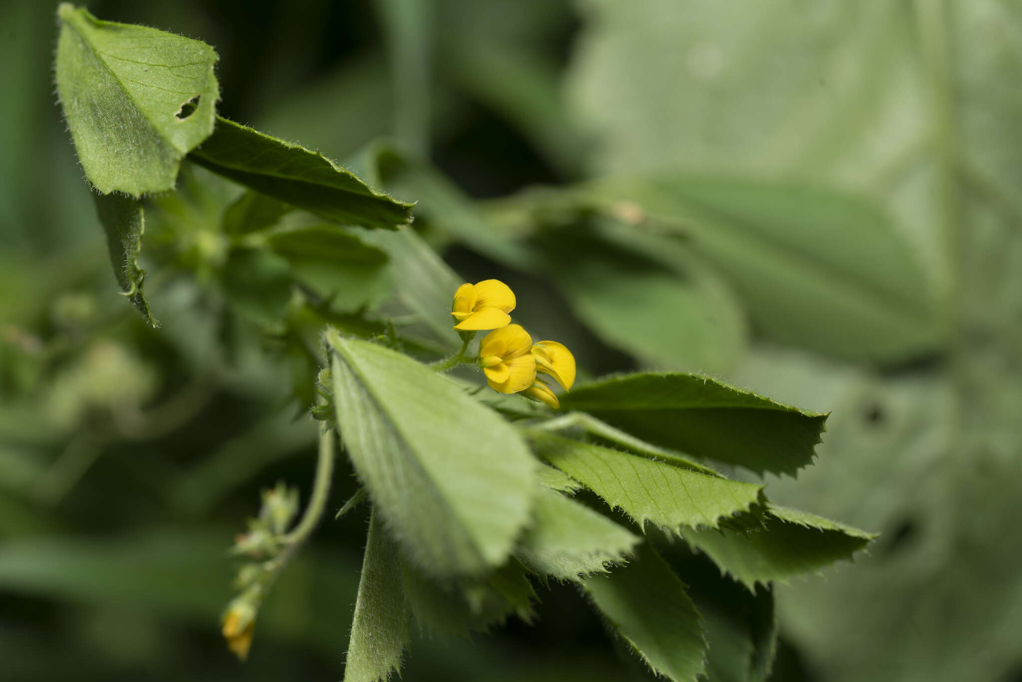 Image of wrinkled medick