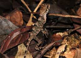 Image of Wied's Fathead Anole