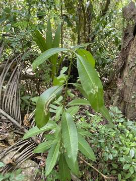 Image de Rauvolfia nitida Jacq.