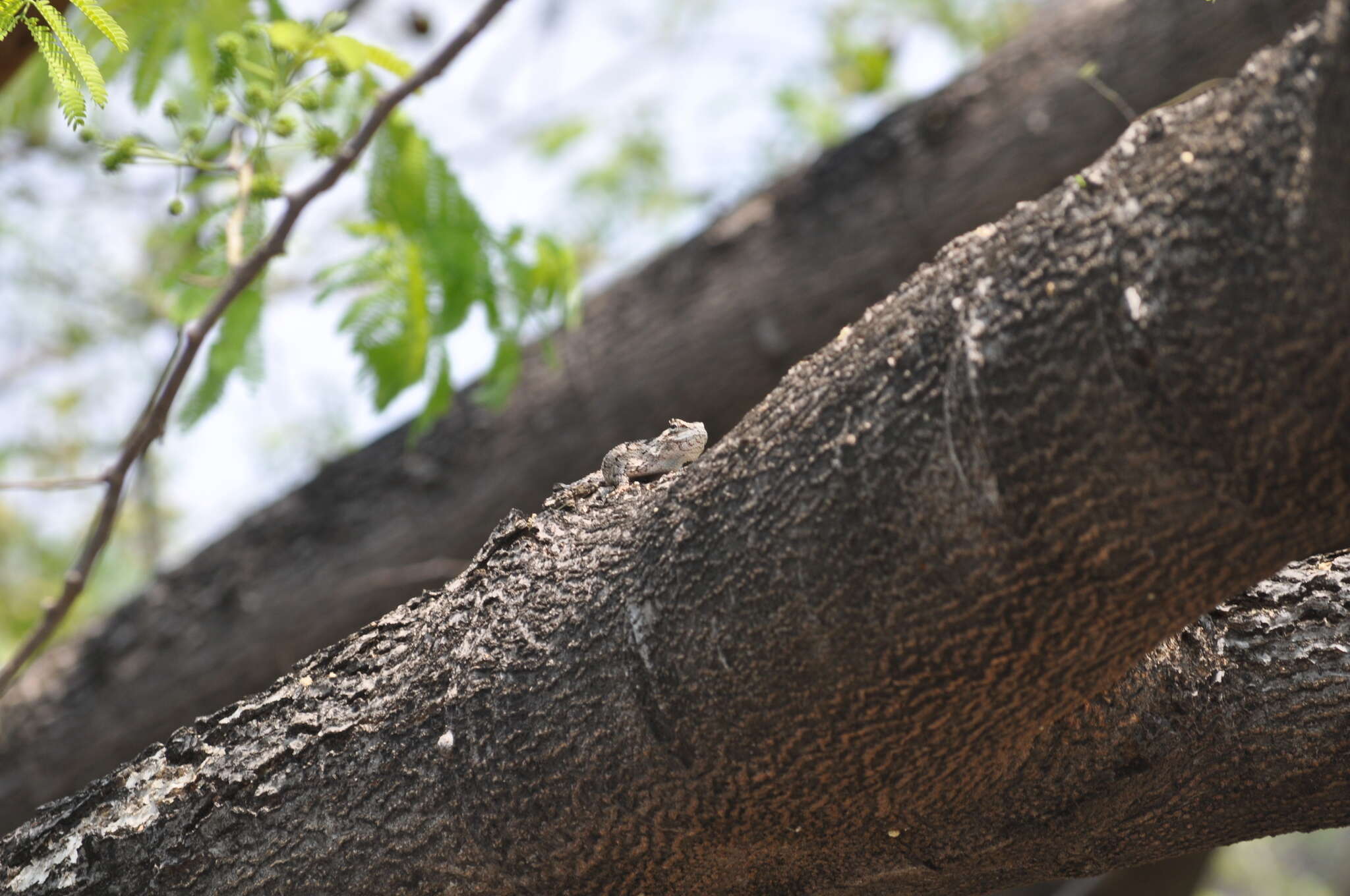 Image of Black-nosed Lizard