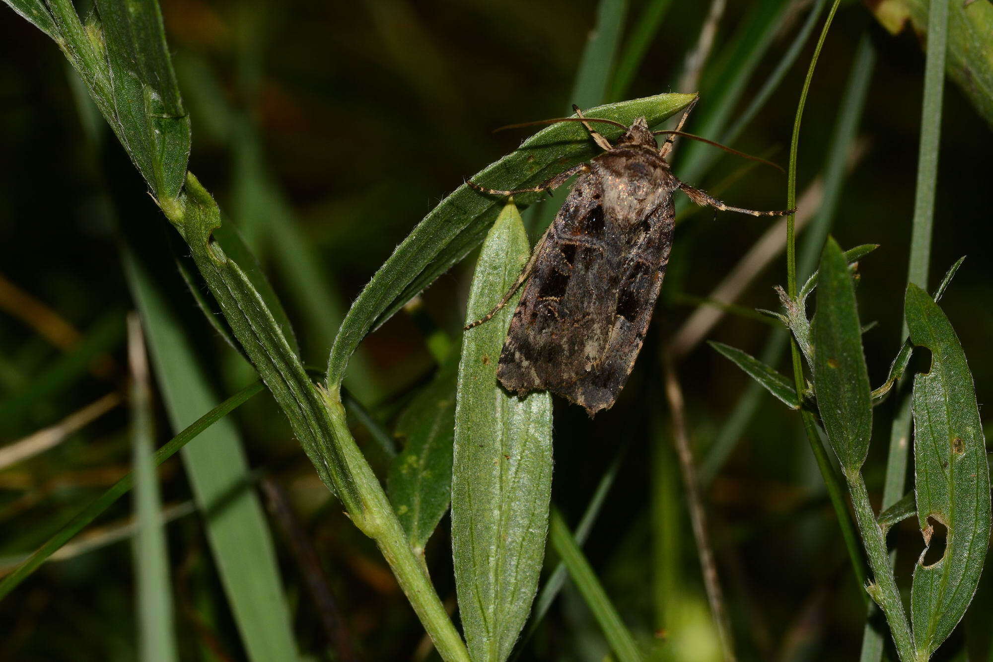 Image de Pseudohermonassa melancholica Lederer 1853