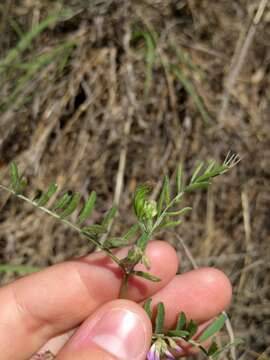 Image of Louisiana vetch