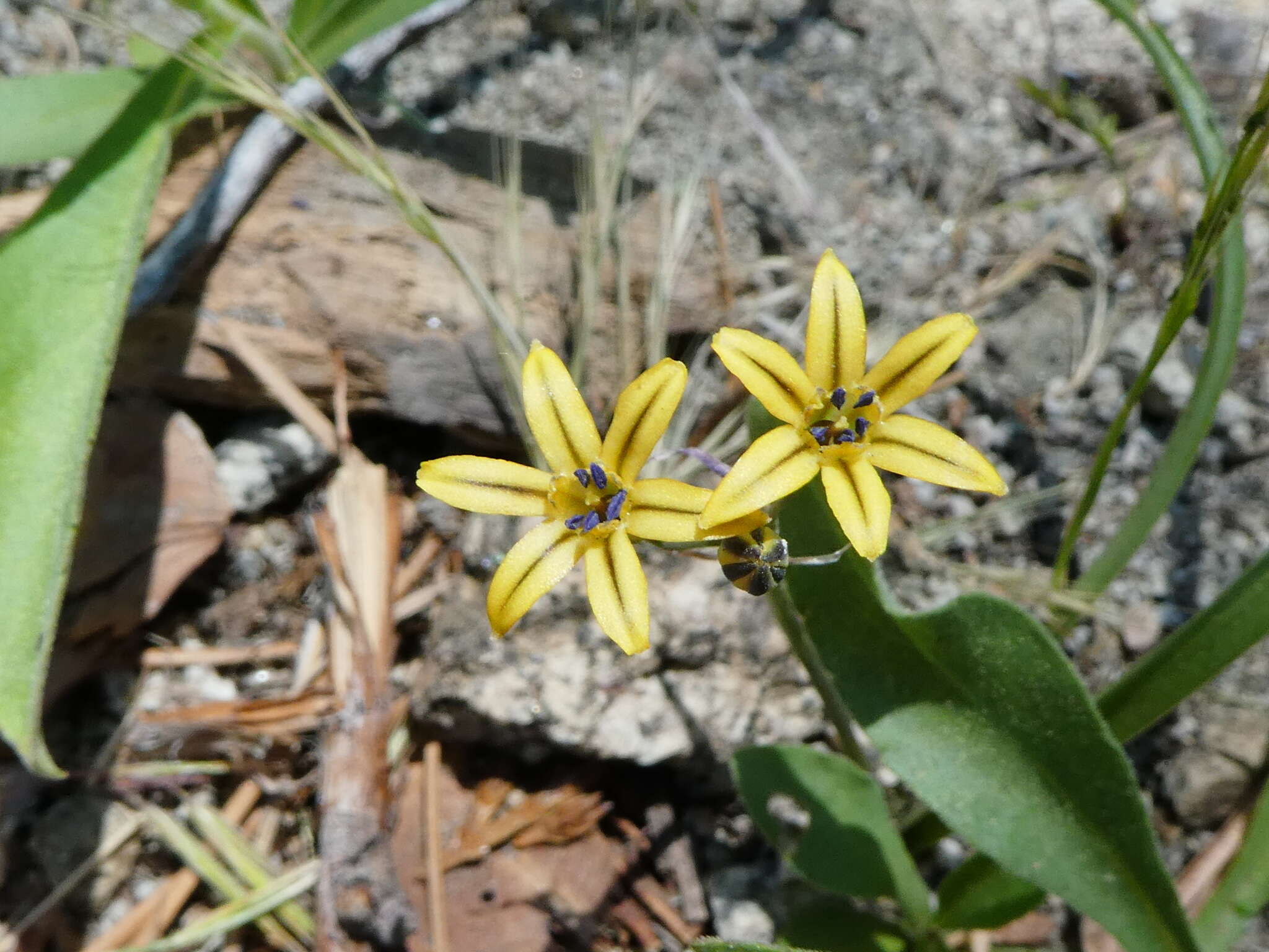 Image of Coast Range triteleia