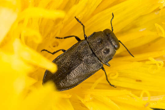 Image of Anthaxia quadripunctata (Linnaeus 1758)