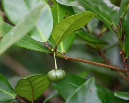 Image of Actephila excelsa (Dalzell) Müll. Arg.