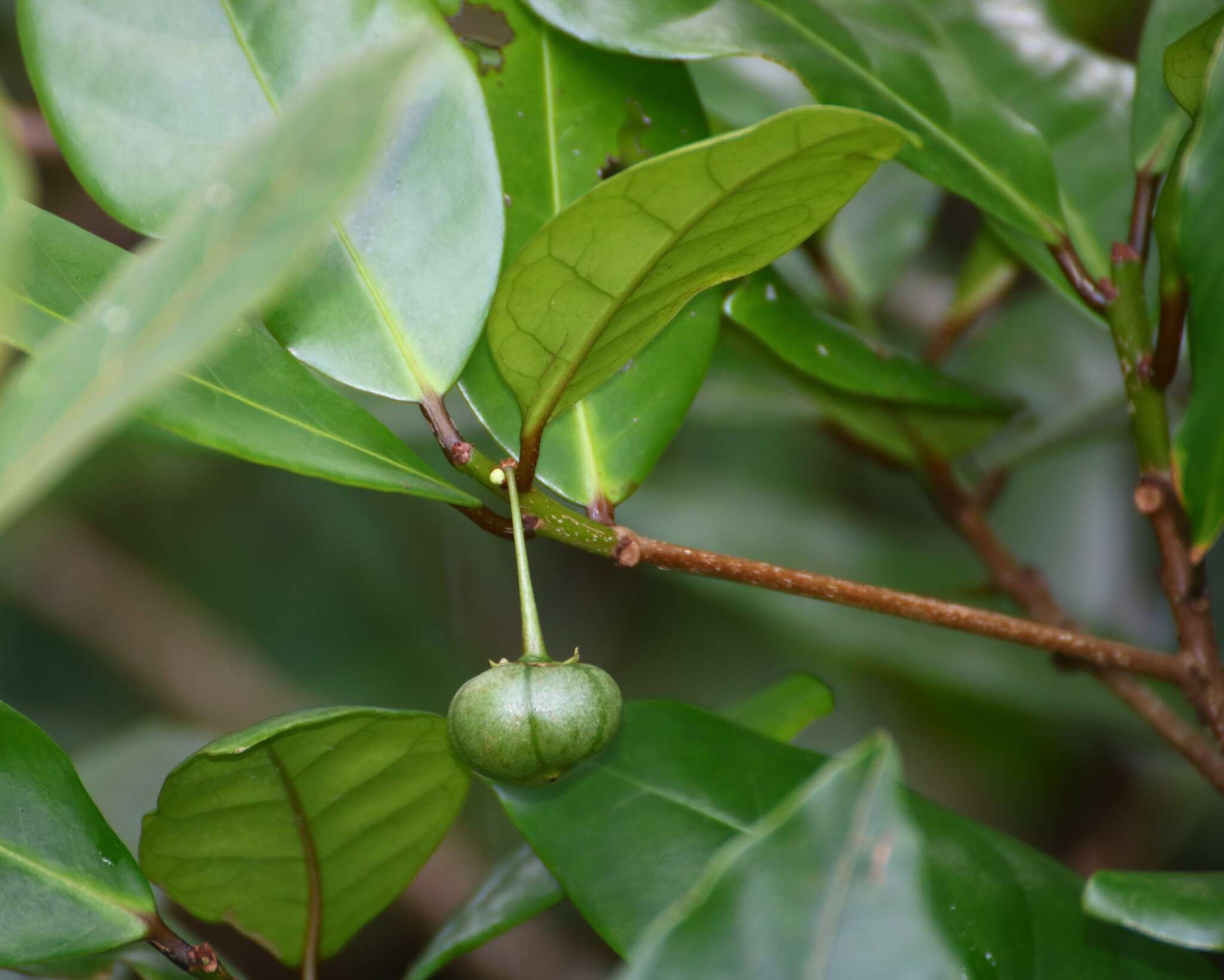 Imagem de Actephila excelsa (Dalzell) Müll. Arg.