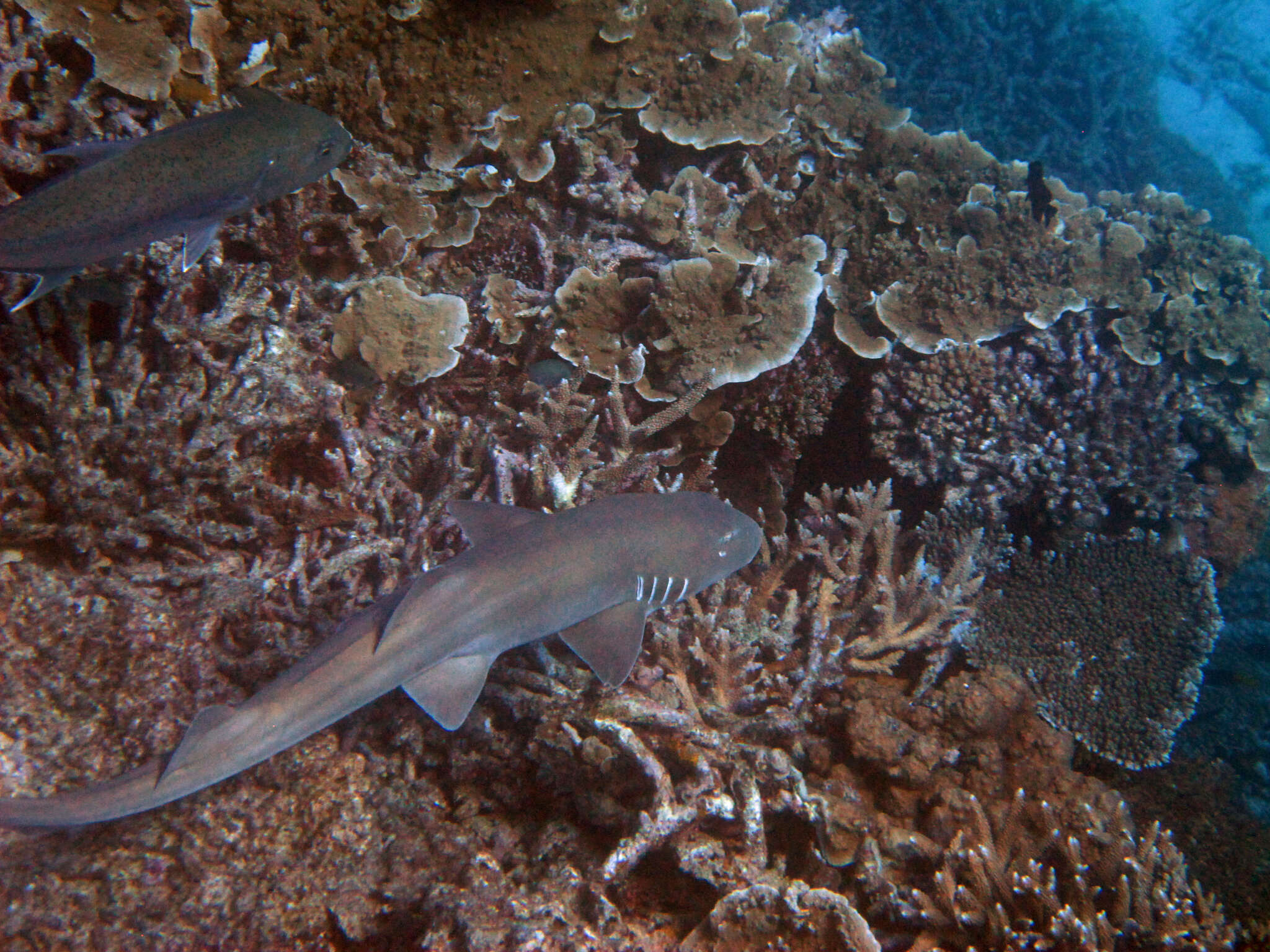 Image of Brownbanded Bamboo Shark