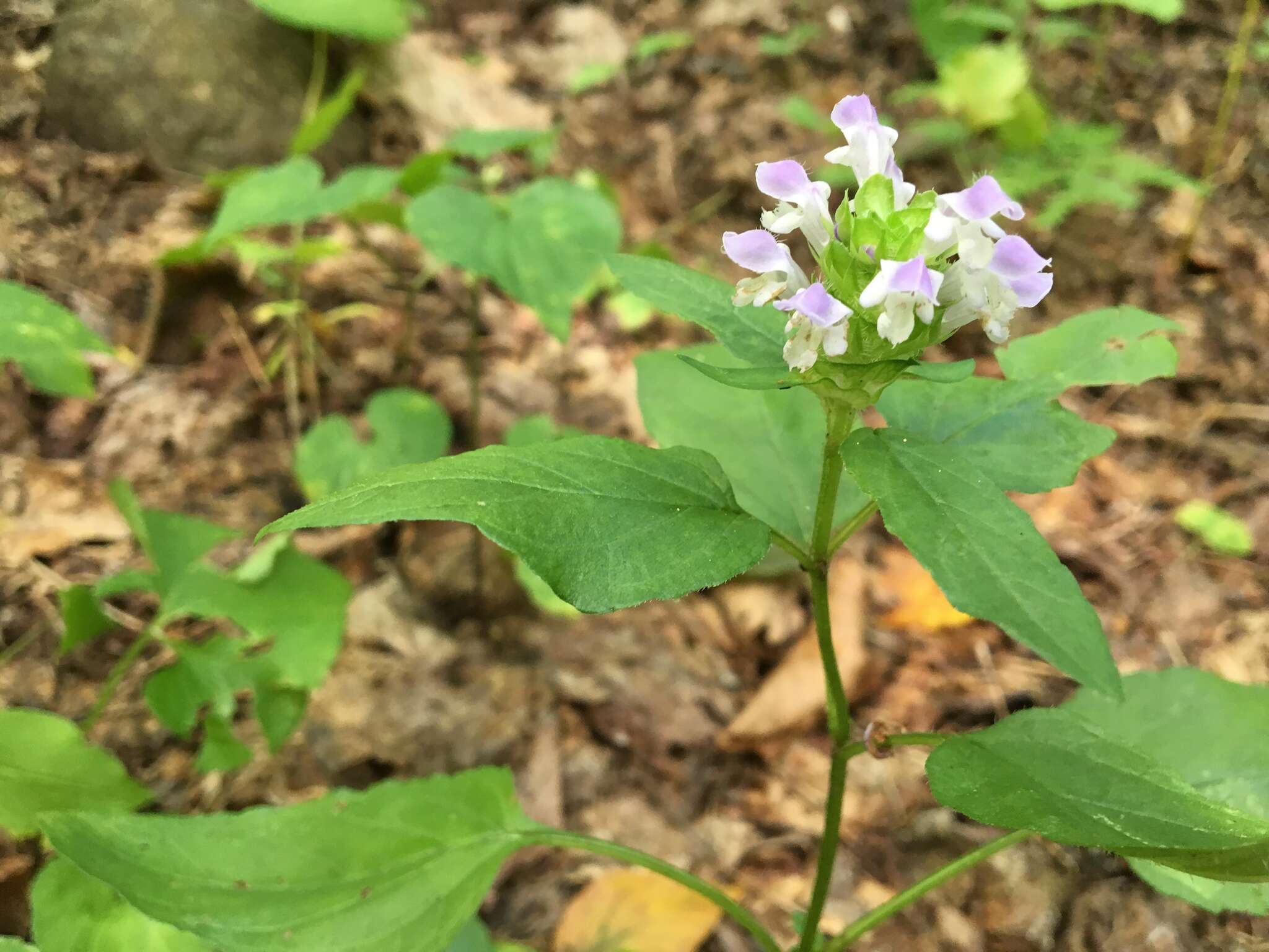 Image of lance selfheal