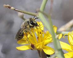 Image of Colletes moricei Saunders 1904