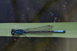 Image of Ischnura erratica Calvert 1895