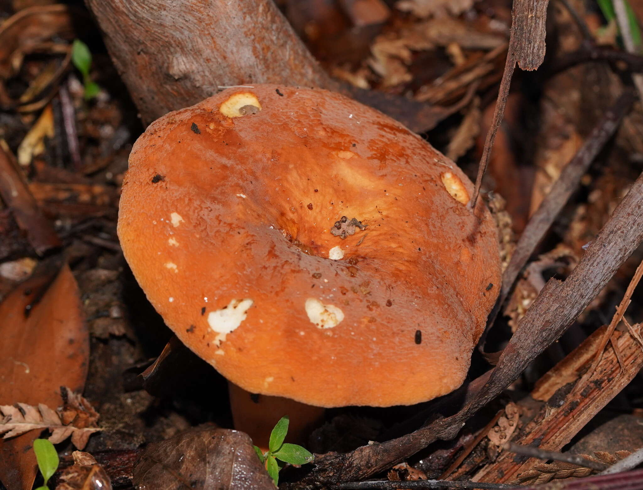 Слика од Lactifluus flocktonae (Cleland & Cheel) T. Lebel 2016