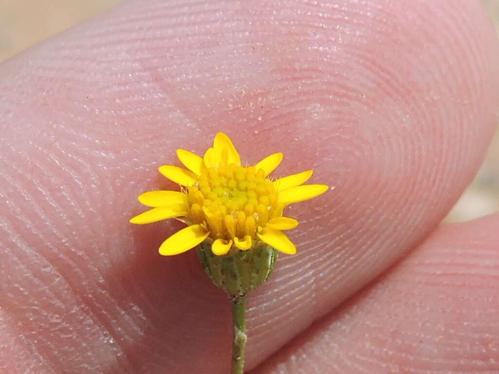 Image of fiveneedle pricklyleaf