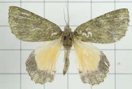 Image de Dindica polyphaenaria Guenée 1857