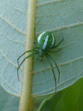 Image de Araneus juniperi (Emerton 1884)