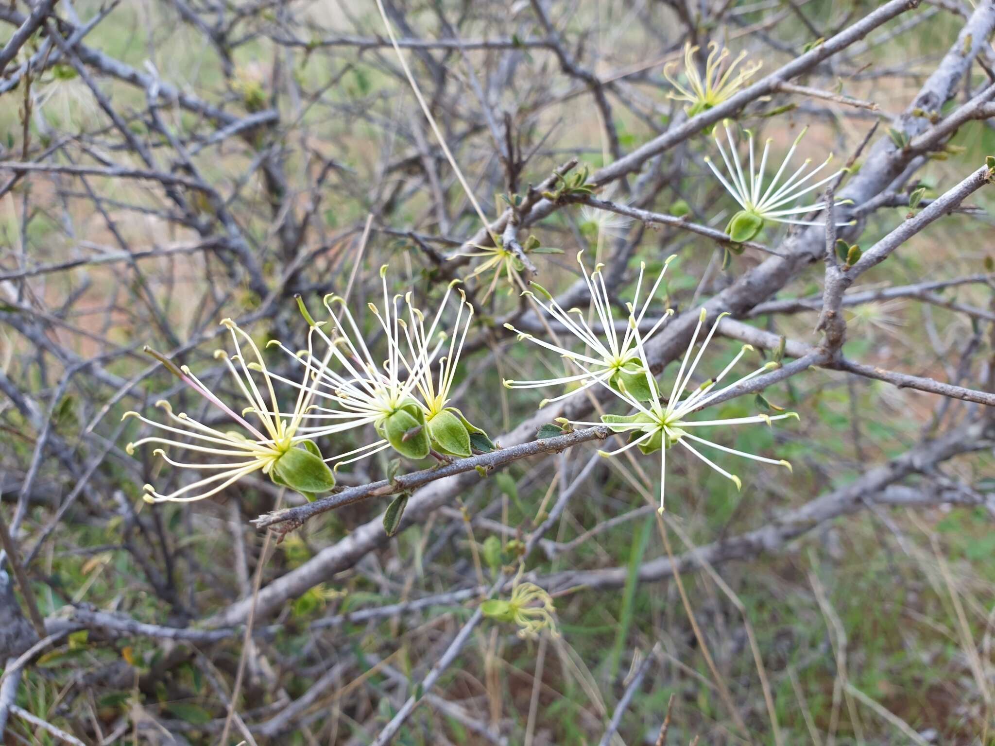 Image of Dwarf bush-cherry