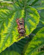 Image of Raspberry Clearwing