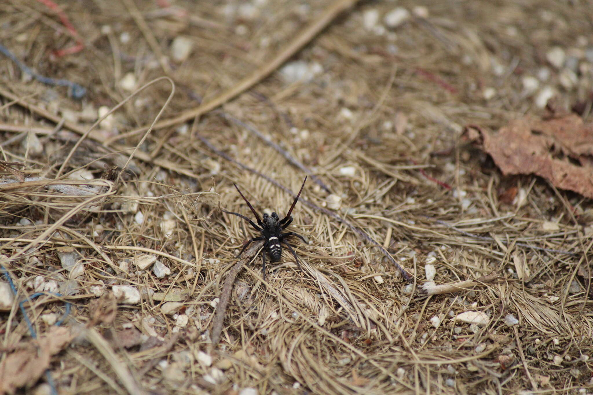 Nurscia albofasciata (Strand 1907)的圖片