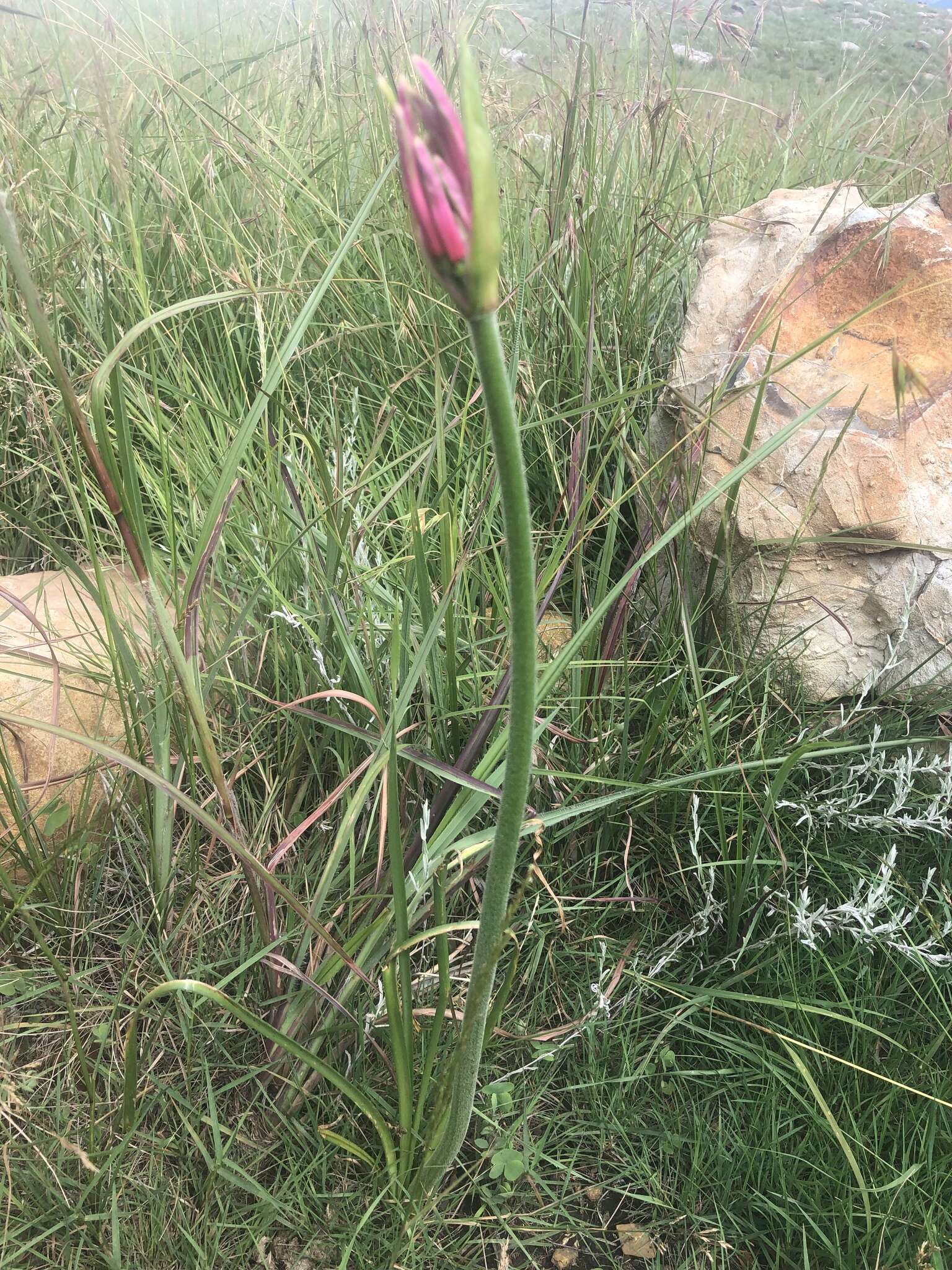 Image of Nerine angustifolia (Baker) W. Watson