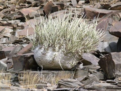 Image of Desert kohlrabi