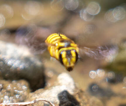 Image of Anthidium illustre Cresson 1879