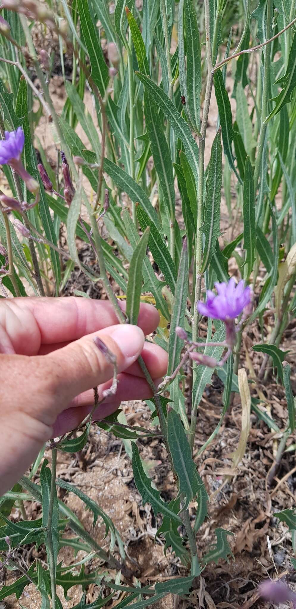 Image of blue lettuce