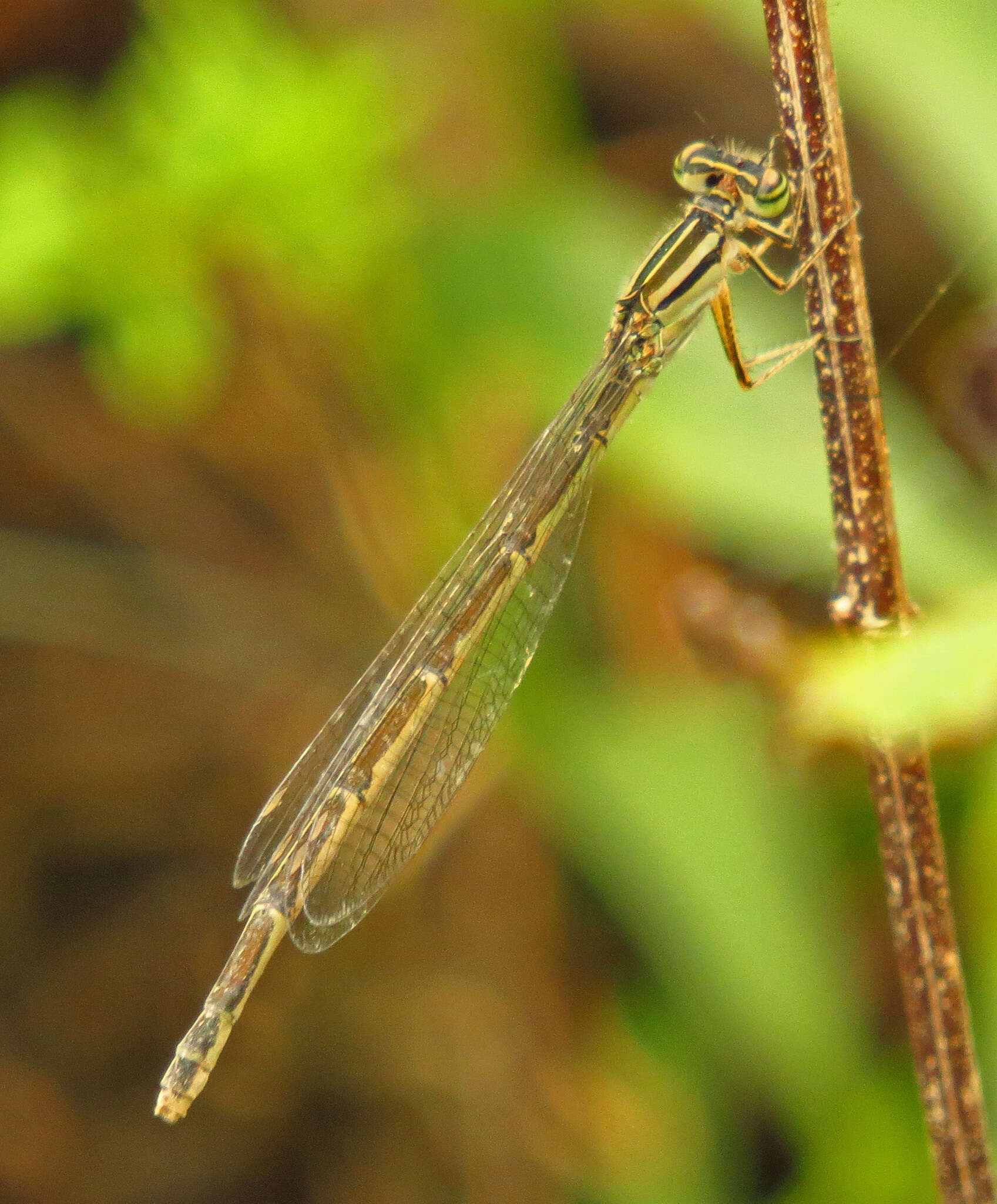 Image of Big Bluet