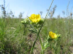 Image of tansy cinquefoil