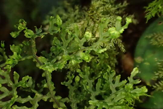 Hymenophyllum fimbriatum J. Sm. resmi