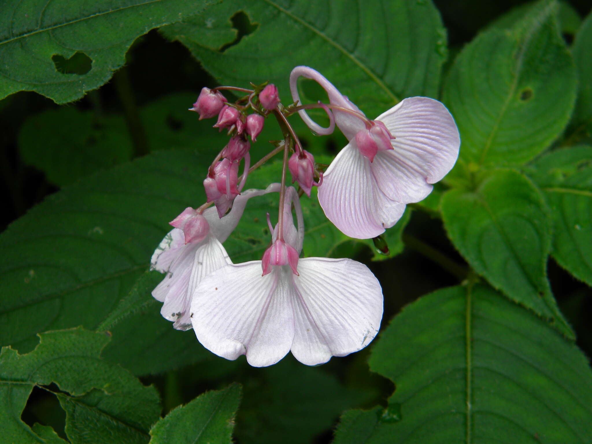 Image of Impatiens maculata Wight