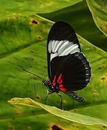 Image of Heliconius sapho Drury 1782