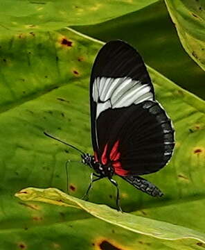 Image of Heliconius sapho Drury 1782