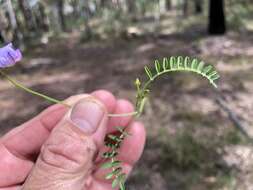 Image of Swainsona brachycarpa Benth.