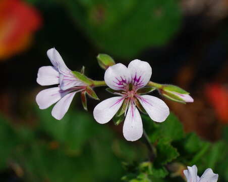 Слика од Pelargonium australe (Poir.) Jacq.