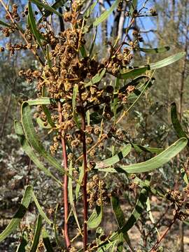 Image of Acacia gladiiformis A. Cunn. ex Benth.