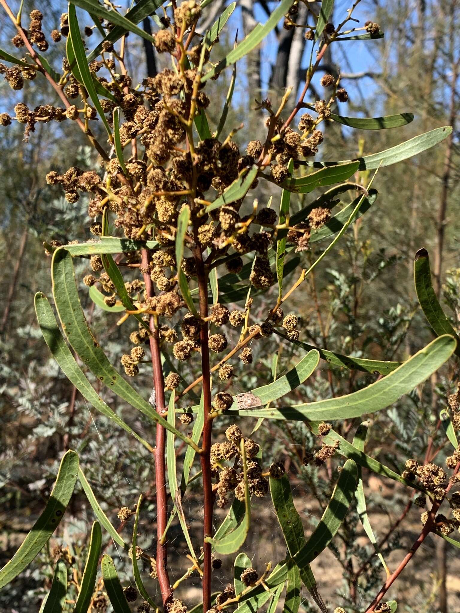 صورة Acacia gladiiformis A. Cunn. ex Benth.