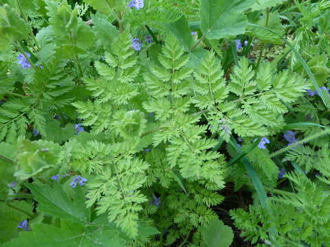 Image of bulbous chervil