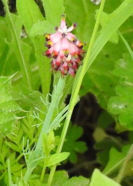 Imagem de Platycapnos spicata (L.) Bernh.