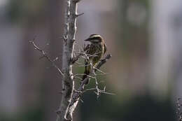 Plancia ëd Empidonomus Cabanis & Heine 1860