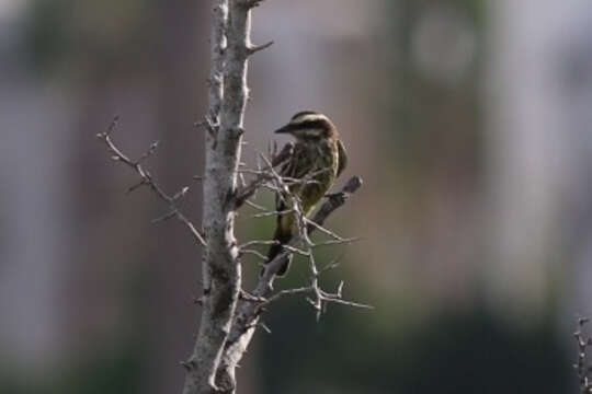 Plancia ëd Empidonomus Cabanis & Heine 1860