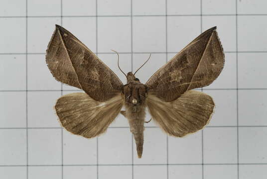 Image of Calyptra orthograpta Butler 1886