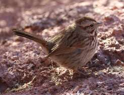 Image of Melospiza melodia fallax (Baird & SF 1854)