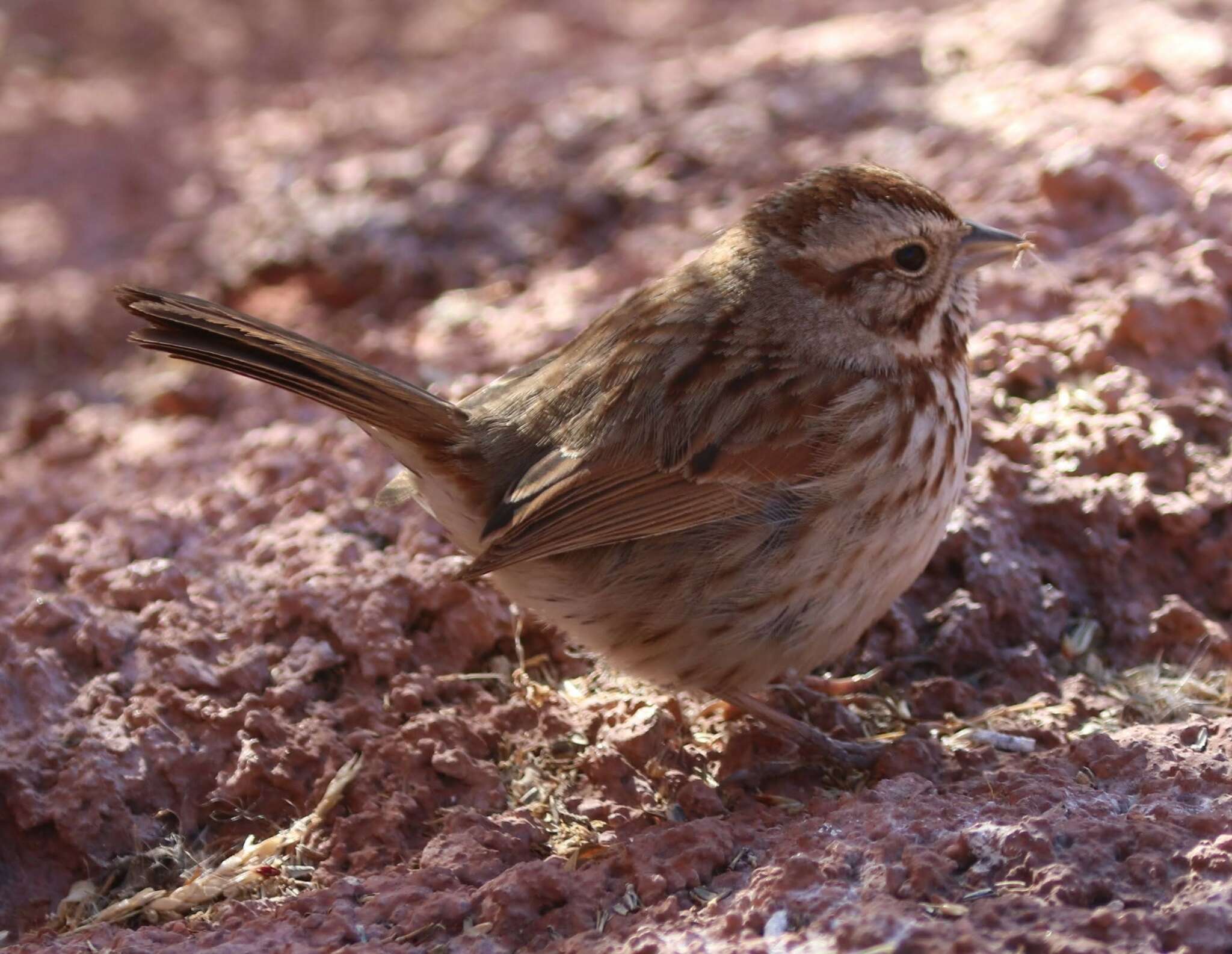 Image of Melospiza melodia fallax (Baird & SF 1854)